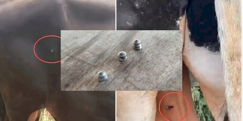 CRUELDADE – Bovinos são feridos com disparos de espingarda de chumbinho no Sertão 