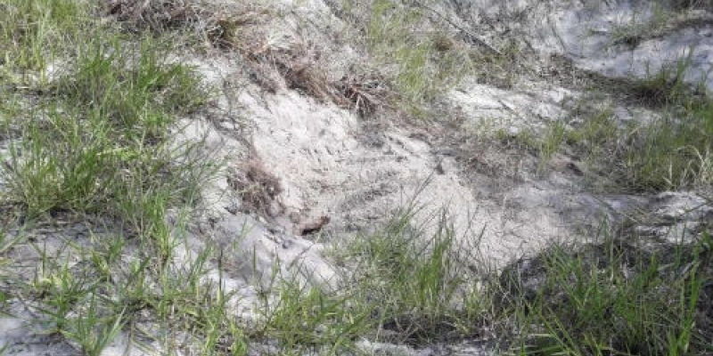 Corpo de grávida que estava desaparecida é encontrado enterrado, na Paraíba