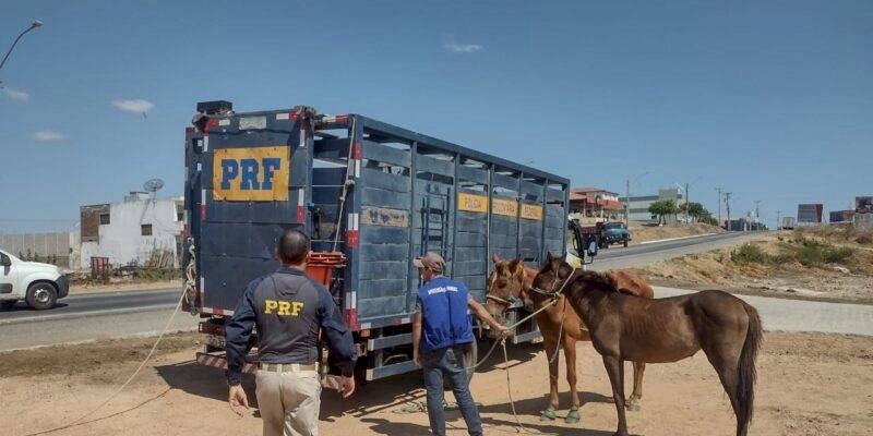 Polícia Rodoviária Federal intensifica Operação “Pista Não é Pasto” do Sertão ao Litoral da Paraíba 
