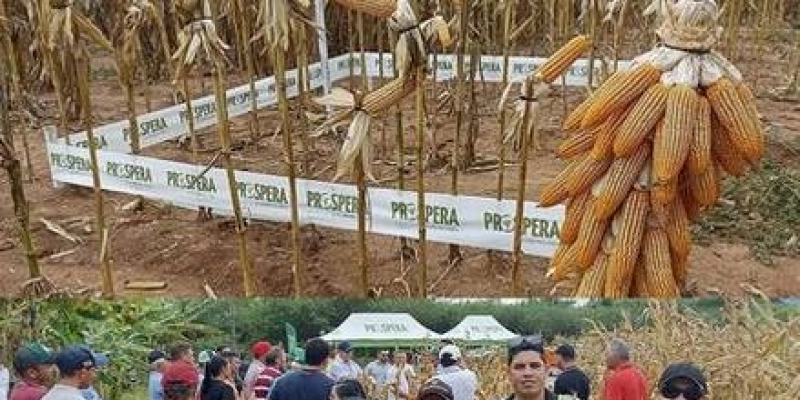 Equipe Técnica da Secretaria de Agricultura de Aparecida participa em São Francisco de evento que mostra experiência em Unidade Demonstrativa da cultura do milho