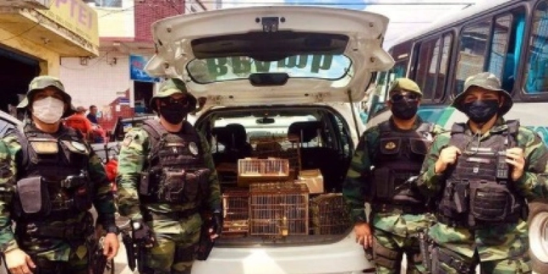 Polícia militar apreende várias aves silvestres durante feira livre na Paraíba; veja 