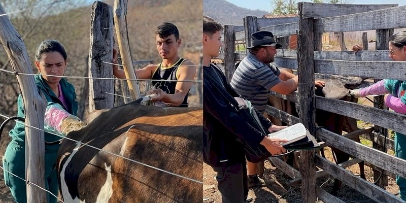 São José da Lagoa Tapada bate recorde na inseminação bovina com o programa +Pecurária da Conafer 
