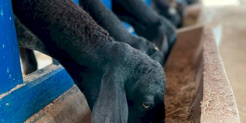 Empaer realiza pesquisa sobre ração animal e produção de carne ovina à base de palma forrageira