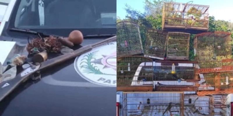 NA PB: Batalhão de Polícia Ambiental apreende arma de fogo e resgata aves silvestres