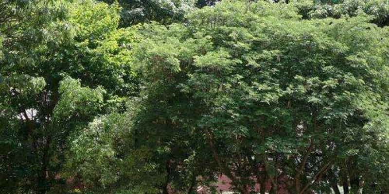 Nove cidades e um consórcio receberão capacitação e mentoria em desenvolvimento sustentável
