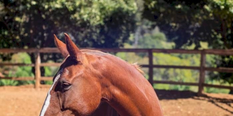 CRMV-PB recomenda que Paraíba mantenha exigência de teste para mormo em cavalos