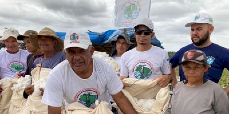 Atingidos por barragem iniciam colheita de algodão branco agroecológico na Paraíba