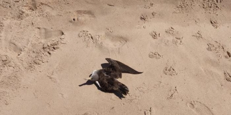 Laboratório atesta que aves encontradas na Paraíba não morreram por Influenza Aviária