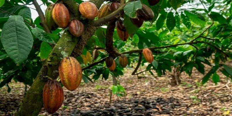 Protocolo de Nagoia: O que é e por que é importante para o Brasil