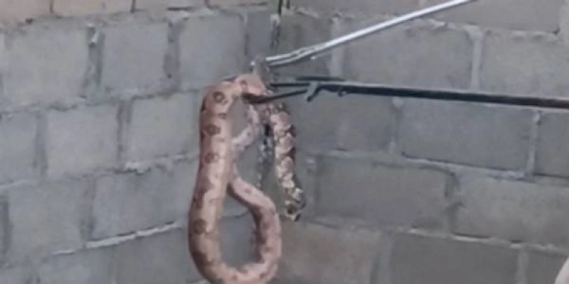  Bombeiros resgatam cobra jiboia dentro de residência na Zona Norte de Cajazeiras 