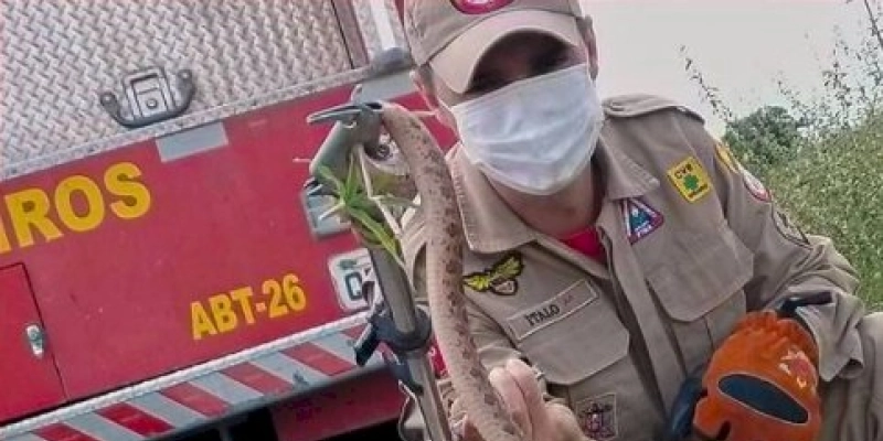 Cobra é capturada pelo Corpo de Bombeiros no município de Sousa 