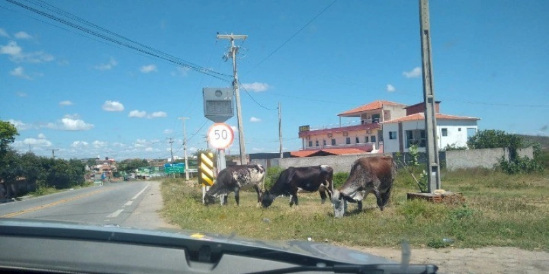 Em menos de 12 horas, 25 animais foram retirados das margens de rodovias federais no sertão paraibano, entenda os riscos