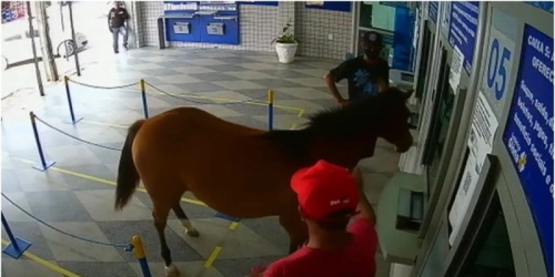 Cavalo invade casa lotérica na Paraíba, assusta pessoas e caso gera diversas piadas