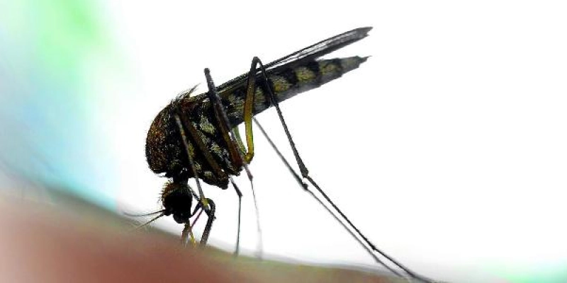 Saúde reforça orientações para o manejo clínico dos casos de arboviroses