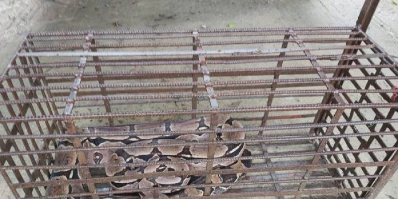 Polícia Ambiental resgata nove cobras na Grande João Pessoa