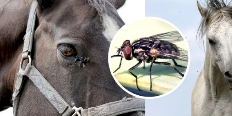 URGENTE: Cavalos são sacrificados em Sousa, suspeitos da anemia infecciosa equina; Prejuízo passa dos R$ 100 mil, e MP vai investigar 