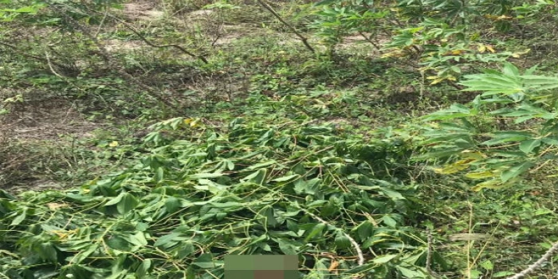 Mulher é encontrada morta e coberta com folhas neste sábado na Paraíba; Polícia investiga o crime
