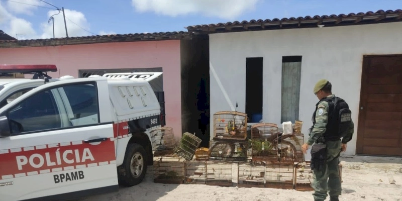 Operação resgata aves silvestres e apreende armas usadas em caça ilegal, na Paraíba 