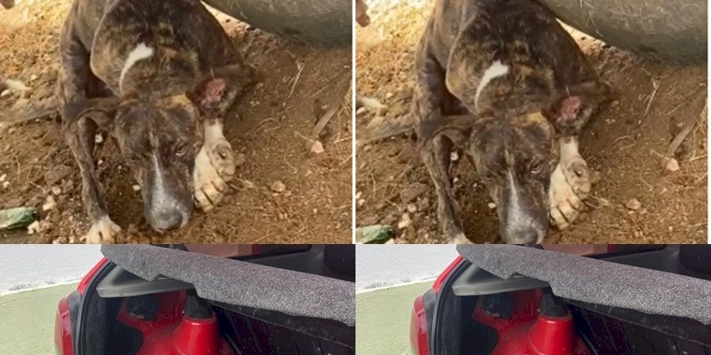 Cães abandonados, falta de atenção da Prefeitura de Nazarezinho, causam indignações, e pedidos de socorro; Vídeo 