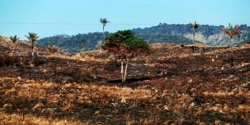 Amazônia teve recorde de desmatamento na véspera de Cúpula Ambiental em Belém, segundo o INPE
