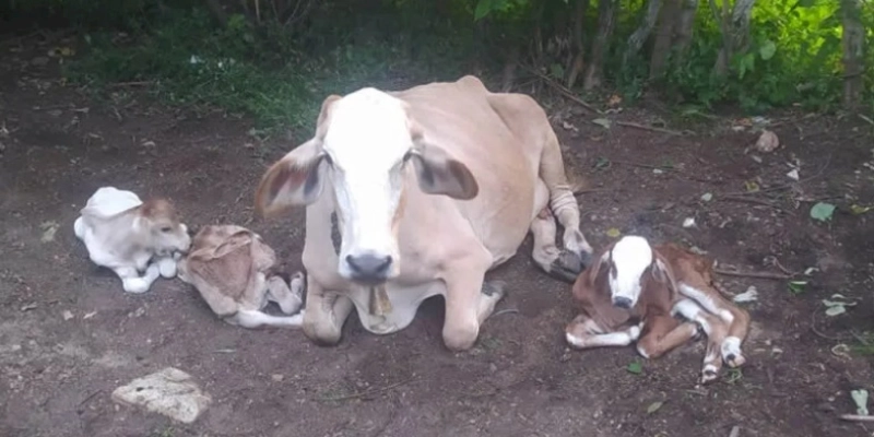 No Sertão – Vaca dá à luz a três bezerros de forma natural surpreendendo a todos 