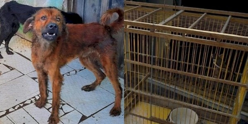 Homem atuado pelo crime de maus tratos a animis recebe multa no valor de R$ 3.500,00 