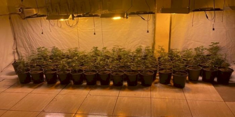 PLANTAÇÃO DE MACONHA: Polícia Civil efetua a prisão de dois traficantes