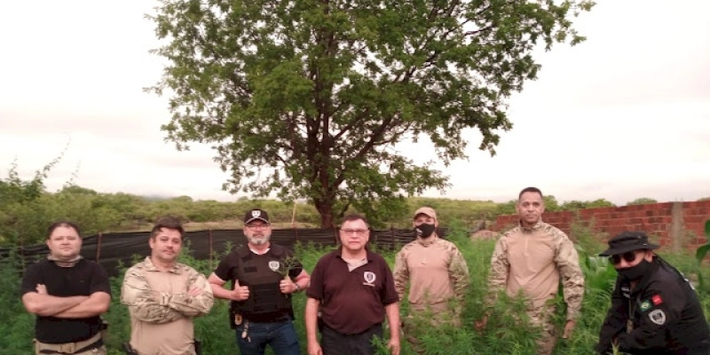 Ação da Polícia Civil localiza plantação de maconha na Zona Rural de Santa Helena