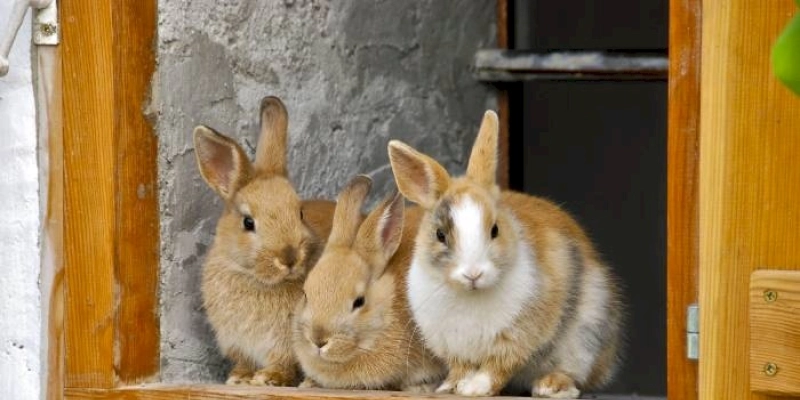 40% dos coelhos acabam sendo abandonados; CRMV-PB alerta que animal não é presente de Páscoa