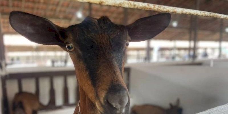 Paraíba é o maior produtor de leite de cabra do Brasil; veterinários e zootecnistas têm papel fundamental neste mercado