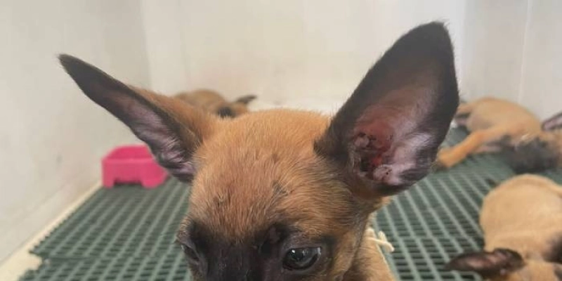 Cachorros flagrados em situação de maus tratos e resgatados por equipe da Semam foram adotados