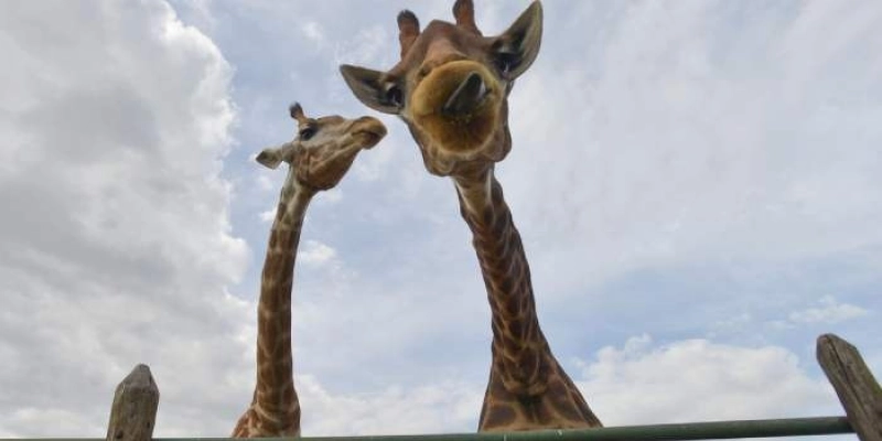 Morre quarta girafa importada ilegalmente da África do Sul
