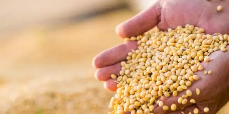 Clima adverso influencia na produção de grãos na safra 2022/23, estimada em 310,9 milhões de toneladas