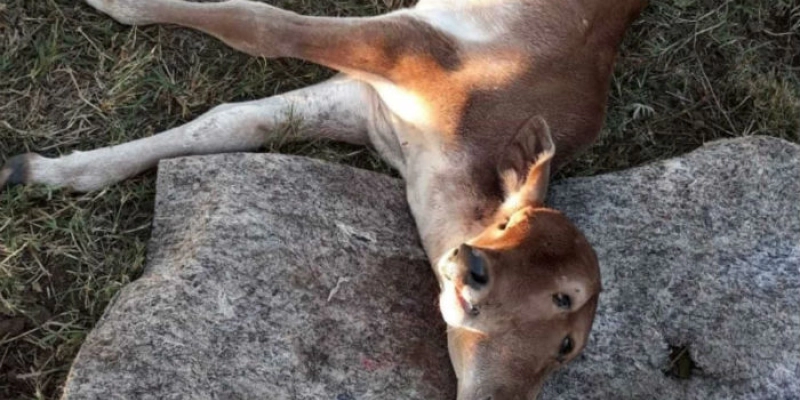 Bezerro nasce com duas cabeças em fazenda no interior de Goiás