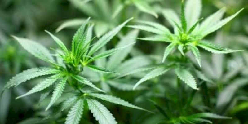 Anvisa proíbe importação de cannabis in natura e partes da planta