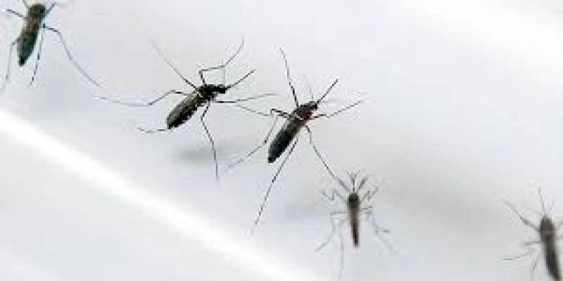 Saúde abre consulta pública sobre inclusão de vacina da dengue no SUS