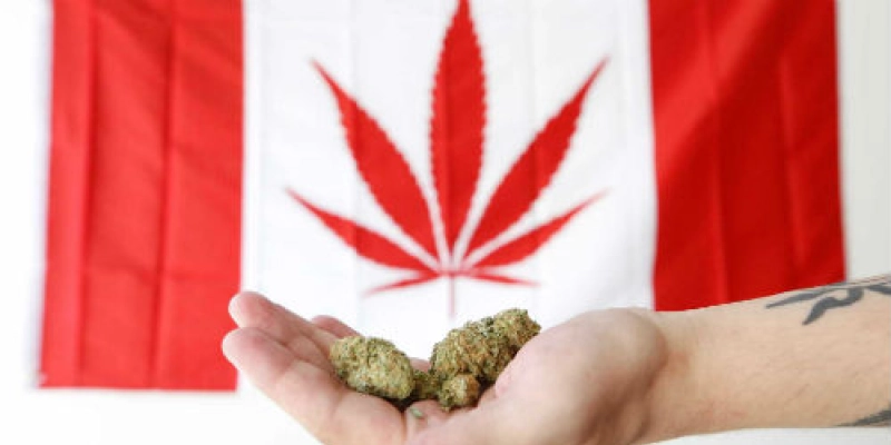 Venda de maconha para uso recreativo começa em outubro no Canadá