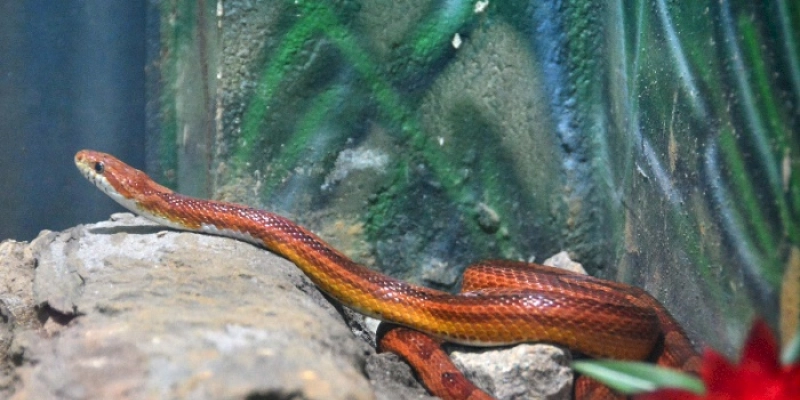 Parque Arruda Câmara é refúgio de animais exóticos, originários de outros países