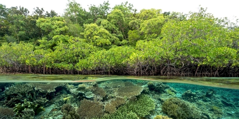 CNI apresenta propostas para enfrentar desafios relacionados à biodiversidade