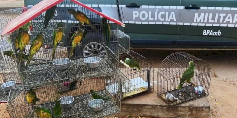 Batalhão Ambiental aplica multa de R$ 124 mil por criação ilegal de animais silvestres no sertão do estado 