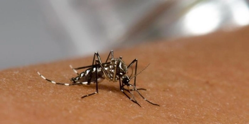 Secretaria de Saúde divulga novo boletim epidemiológico para chikungunya, dengue e zika na Paraíba
