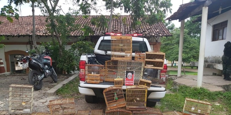 Operação Voo Livre: BPAmb apreende mais de 70 aves e prende acusado de atuar no tráfico de animais