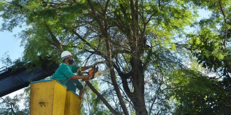 Semam mantém atendimento 24 horas para pedidos de poda e corte de árvores em espaços públicos da Capital