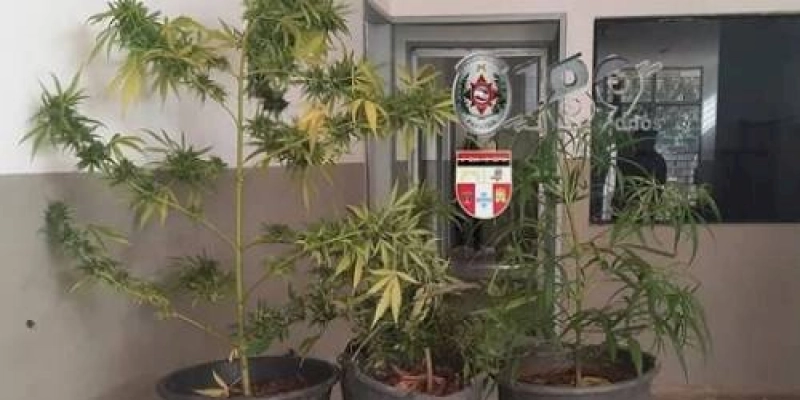 Polícia Militar identifica cultivo de drogas na Zona Rural de Teixeira, após denúncia