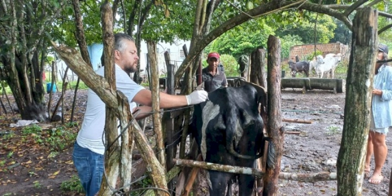 Conafer em parceria com a Prefeitura de João Pessoa realiza inseminação artificial em rebanho bovino 