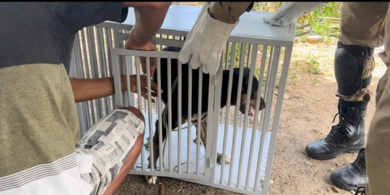 Operação Quatro Patas: Forças de Segurança efetuam prisões e notificam crimes de maus-tratos de animais