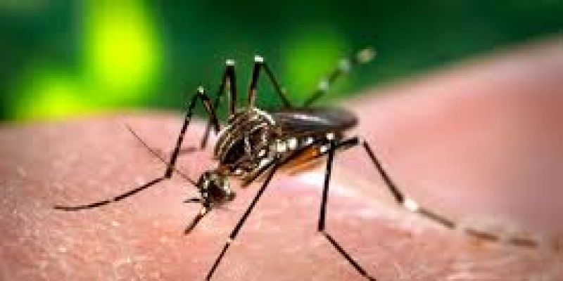 Profissionais de saúde de Patos e Sousa participam de qualificação sobre dengue, zika e chikungunya  
