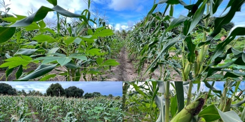 Agricultores atendidos pela Prefeitura de João Pessoa comemoram colheita do milho