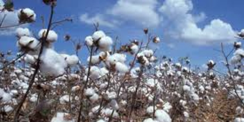 Agricultores comemoram avanço na produção de algodão agroecológico