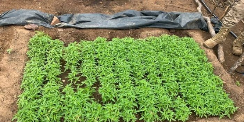Polícia Federal erradica 128 mil pés de maconha